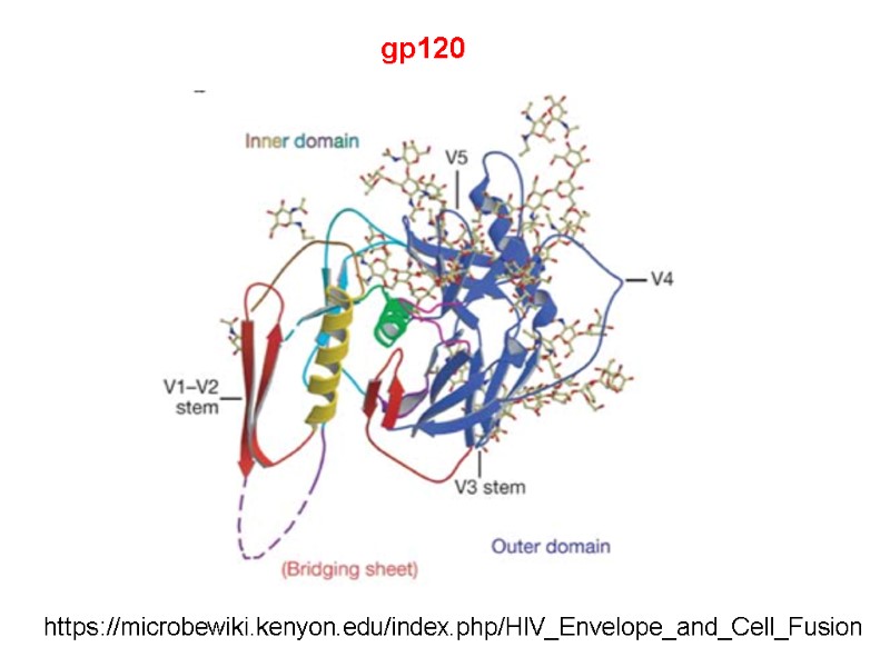 gp120 https://microbewiki.kenyon.edu/index.php/HIV_Envelope_and_Cell_Fusion